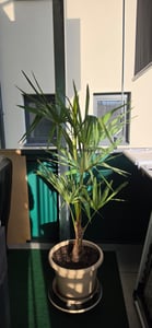 Trachycarpus Fortunei Hybrid Hanfpalme bis 100cm aus Freilandzucht Frosthart bis -18 Grad Kunden-Foto 2