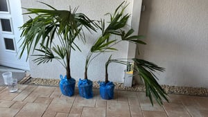 Konopná palma čínská 130 - 160 cm Trachycarpus fortunei - mrazuvzdorná palma Fotografia od zákazníka č. 9