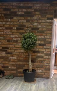 Olivenbaum Olive "Angebot" 150 - 180 cm, beste Qualität, winterhart, Olea Europaea Kunden-Foto 57