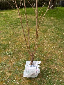Prunus serrulata 'Kanzan' 100–120 cm – japonská třešeň, okrasná třešeň, růžový kvetoucí strom, mrazuvzdorný okrasný strom do zahrady a předzahrádky Fotografie od zákazníka č. 3