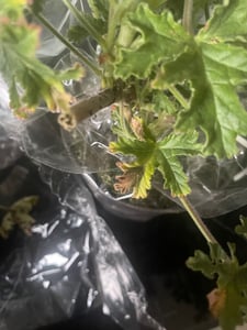 Bloomique - 3er Set - Pelargonium Graveolens - Zitronengeranie - Geranien Pflanzen - Anti Mücken - Herrlich Duftend - Höhe 15-25 cm - Topf 12 cm Kunden-Foto 12