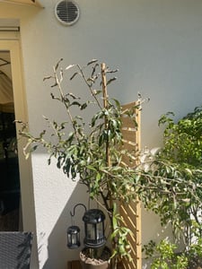Hängende Wildbirne - Weidenblättrige Hänge-Birne - Pyrus salicifolia Pendula - 100-150cm Kunden-Foto 4