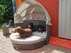 Tolle Hundeliege