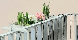 Balkonkasten Elho Vibia Campana Allin1 Kunststoff 70 x 26 x 17,7 cm braun Kunden-Foto 1