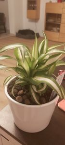 Mini rostlina – tradescantia „Nanouk“, nenáročná závěsná pokojová rostlina, květináč 5,5 cm Fotografie od zákazníka č. 1