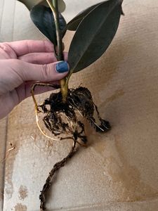Gumovník Ficus elastica Abidjan 60 cm pokojová rostlina Fotografie od zákazníka č. 1