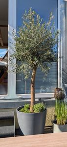 Olivenbaum Olive "Angebot" 150 - 180 cm, beste Qualität, winterhart, Olea Europaea Kunden-Foto 11