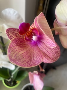 5 pezzi Phalaenopsis 40-60 cm / 1 germoglio  Fiori - Orchidee - Orchidea in vaso Foto del cliente 3