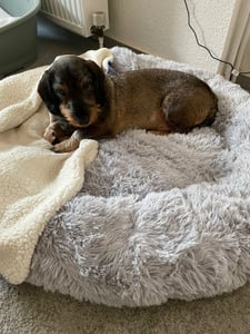 SWANEW Hundebett Hundebetten Hundekissen LUXUS Katzenbett Plüsch Schlafplatz Haustierbett dunkelgrau 80cm Kunden-Foto 1