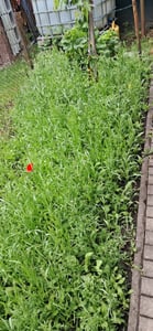 Landsberger Gemenge (300 g) | Bodenverbesserung von Quedlinburger Kunden-Foto 1