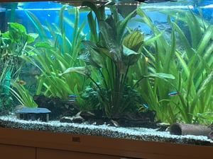 Einsatzleuchte JUWEL Multilux LED 100 Aquariumleuchtbalken 2 x 17 W 100 x 9,5 cm für Rio 180, Trigon 350 Kunden-Foto 1
