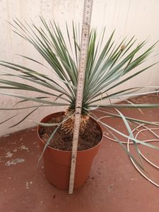 Trendyplants - Yucca Rostrata - Winterhart - Gartenpflanze - Höhe 40-60 cm - Topfgröße Ø21cm Kunden-Foto 3
