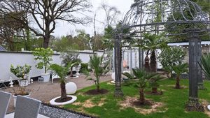 [Palmenlager] - Chamaerops humilis - Zwergpalme - 100 cm - Winterhart -12C° Kunden-Foto 1