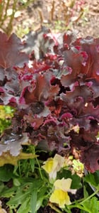 Heuchera "Blackberry Jam" - Purpurglöckchen "Blackberry Jam" im Topf 12 cm - 12cm Kunden-Foto 3