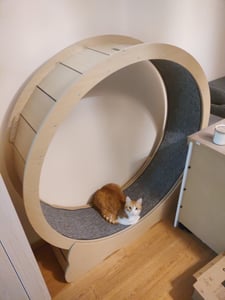 VEVOR Katzenlaufrad, 1080 mm Innendurchmesser, Laufrad aus Holz für 8,6-12,7 kg Katzen, Katzenlaufband mit Teppichlauffläche & Verriegelungsmechanismus, leises Spielzeug für Wohnungkatzen, Schwarz Kunden-Foto 1