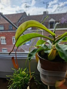 Starter Set Fleischfressende Pflanzen - 5 Pflanzen Kunden-Foto 4