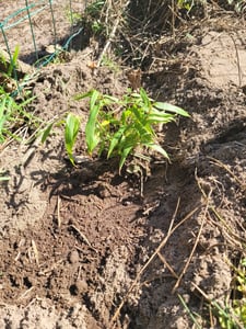Fargesia rufa C5 - 5 Liter - Schirmbambus - Heckenbambus Kunden-Foto 9