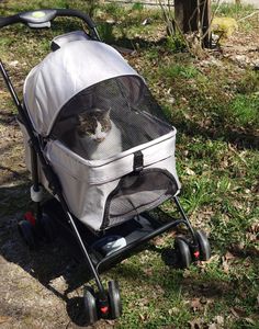 2 in 1 Hundewagen,Hundebuggy bis 15 kg mit abnehmbarem Korb,Klappbar Travel Haustier Kinderwagen Pet Stroller für kleine Hunde 50x65x99cm Schwarz Kunden-Foto 1