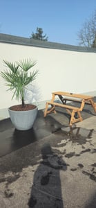 XXL Palme Stammhöhe 40-50 cm winterhart 160-180 cm Trachycarpus fortunei, Hanfpalme, Kunden-Foto 59