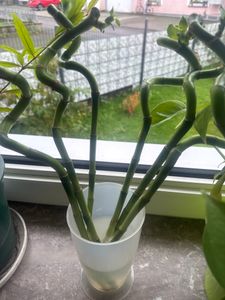 Lucky Bamboo - Set de 6 - Dracaena sanderiana - Hauteur 40-50cm - ⌀2cm Photo du client 3