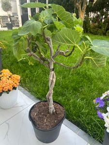 Feigenbaum - hell UND dunkel - in 1 Topf, Obstbaum, winterhart, Ficus Carica, Feige Kunden-Foto 13