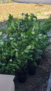 10x Kirschlorbeer On Fire 60-80 cm  - Roter Austrieb - Prunus laurocerasus für Hecke - Immergrüne winterharte Heckenpflanzen Kunden-Foto 2