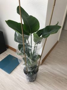 Bloomique - Strelitzia Nicolai - Roślina rajskiego ptaka - Kwiat rajskiego ptaka - Rośliny doniczkowe - Oczyszczające powietrze - Łatwe w utrzymaniu - Doniczka 21 cm - Wysokość 90-110 cm Zdjęcie produktu od klienta nr 2