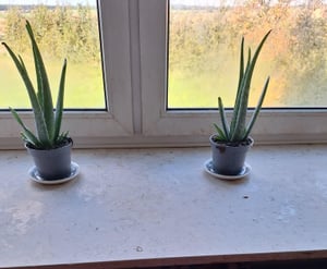 Aloe Vera, Sukkulente, 35-45 cm, Topf 12 cm Kunden-Foto 1