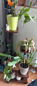 Mulisoft 5-Tier Hölzern Blumenregal Pflanzenregal, Mehrstöckig Blumenständer Pflanzenständer, Blumenbank Blumentreppe Pflanzentreppe,  Standregal für Innen Garten Balkon Deko mit Rollen, Braun Kunden-Foto 5