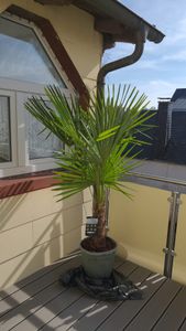 XXL Palme Stammhöhe 40-50 cm winterhart 160-180 cm Trachycarpus fortunei, Hanfpalme, Kunden-Foto 70