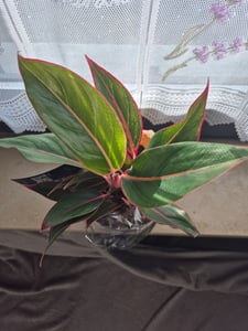 Aglaonema Amazon Silver – Buntes, spitzenförmiges Blatt – Ungewöhnliche Sorten – 12 cm – Höhe ca. 25–30 cm Kunden-Foto 1