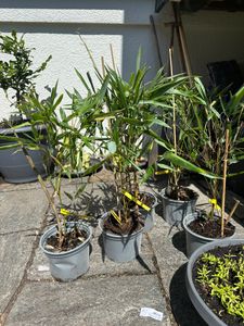 BALDUR Garten 1x Magnolie Genie® winterhart, Pflanze im 2 Liter-Topf, winterhart, Tulpenmagnolie, Magnolienbaum, für Standort in der Sonne geeignet, blühend, Magnolia soulangiana Kunden-Foto 2