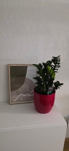 Zamioculcas zamiifolia, im 14cm Topf, Glücksfeder, Höhe ca. 30cm Kunden-Foto 1