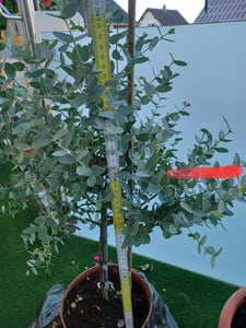 Eucalyptus Gunni Stamm Eukalyptusbaum, 70 - 90 cm, Pflanze winterhart Kunden-Foto 4