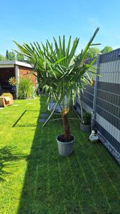 XXL Palme Stammhöhe 40-50 cm winterhart 160-180 cm Trachycarpus fortunei, Hanfpalme, Kunden-Foto 1