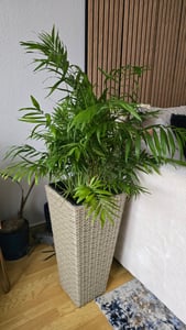 Horská palma 60 cm Chamaedorea elegans izbová rastlina Fotografia od zákazníka č. 1