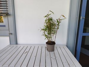 Vysoký živý plot z bambusu - Fargesia robusta 'Pingwu' | 60- 80 cm v nádobách Fotografie od zákazníka č. 1