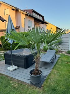 XXL Palme Stammhöhe 40-50 cm winterhart 160-180 cm Trachycarpus fortunei, Hanfpalme, Kunden-Foto 19