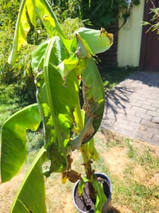 Musa Basjoo winterharte Banane 100-140 cm  winterfest  schnell wachsend  exotische Gartenpflanze  robuste Bananenpflanze Kunden-Foto 1