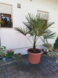 XXL Palme Stammhöhe 40-50 cm winterhart 160-180 cm Trachycarpus fortunei, Hanfpalme, Kunden-Foto 13
