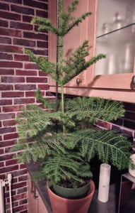Araucaria heterophylla Klantenfoto 1