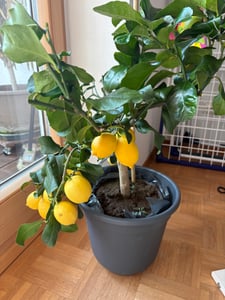 Grünwaren: echter Zitronenbaum 70 - 100 cm Zitrone Citrus Limon Zitruspflanze Kunden-Foto 1