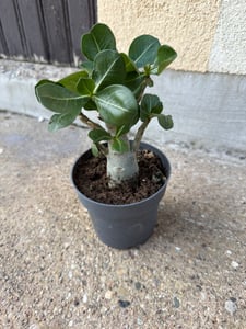 Petite rose du désert, adenium, couleur surprise, pot de 16cm Photo du client 5