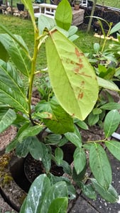 10 Kirschlorbeer- Pflanzen, Prunus laurocerasus Novita, Pflanzenhöhe: 60-80 cm, Heckenpflanzen immergrün und winterhart Kunden-Foto 2