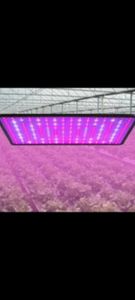 LED Pflanzenlampe Vollspektrum, Wachstumslampe 256 LEDs(rot,blau,UV,IR,kaltweiß), Pflanzenlicht Grow Lampe für Zimmerpflanzen Gewächshaus Blumen Kunden-Foto 5