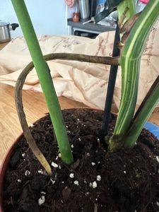 Monstera Deliciosa Variegata, wysokość 40-50 cm | Rzadka, pstrokatowa roślina doniczkowa | Rzadkość | Egzotyczna roślina z rodziny aroniowatych Zdjęcie produktu od klienta nr 16