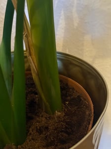 [Palmenlager] XL Strelitzia nicolai - Paradiesvogelblume - 140 cm - 3er Tuff / Baumstrelitzia / mediterrane Pflanze Kunden-Foto 6