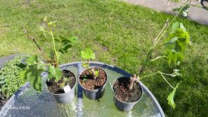 Vitis vinifera Chardonnay - 3er Set - Weinrebe - Topf 9cm - Höhe 25-40cm Kunden-Foto 12