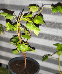 Ribes nero Ribes nigr. 'Titania 60-70 cm Foto del cliente 1