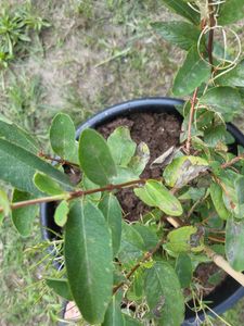 Mirtillo Goldtraube 71 circa 60 cm – mirtillo coltivato robusto per giardino e balcone, pianta di mirtilli ad alto rendimento con bacche aromatiche Foto del cliente 5